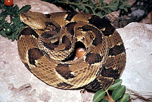 snake_timber_rattlesnake500.jpg