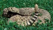 snake_westerndiamondback100.jpg