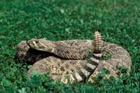 snake_westerndiamondback200.jpg