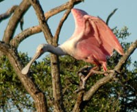 spoonbill200_nherron.jpg spoonbill200_nherron.jpg