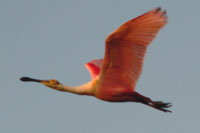 spoonbill_flight200_jherron.jpg