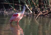 spoonbill_wading200.jpg