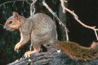 squirrel200.jpg squirrel