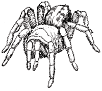 tarantula200.gif