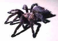 tarantula200.jpg tarantula200.jpg