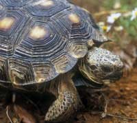 tortoise200.jpg Texas tortoise