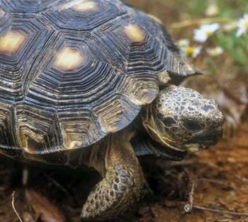 tortoise350.jpg
