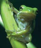 treefrog100h.jpg