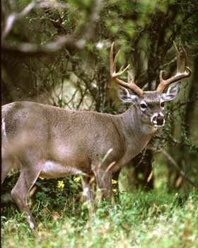 whitetail350.jpg