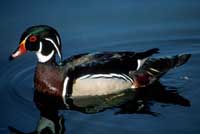 wood_duck200_usfws.jpg