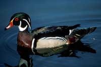 Wood Duck