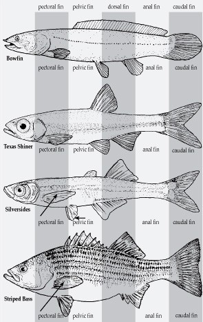 fishfins.jpg