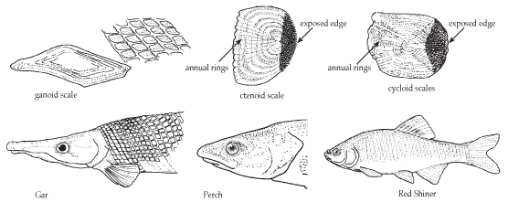 Common fish scale types. Dimensions given below are image length