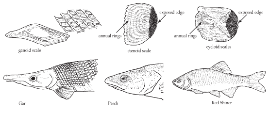 Fish scales — Science Learning Hub