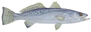 spottedseatrout.jpg