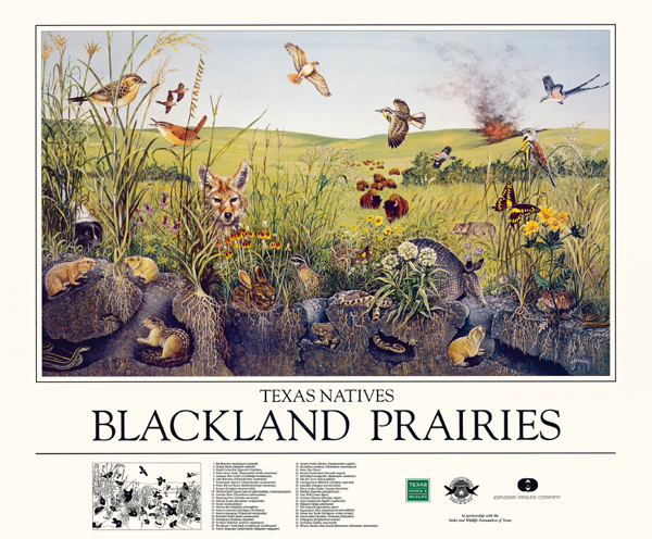 Blackland Prairies Poster