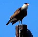 caracara.jpg caracara.jpg