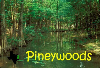 pineywoods400.jpg