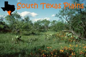 south_texas300.jpg