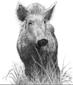 Feral Hog