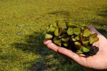 Giant Salvinia