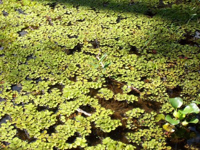 Salvinia at Caddo Lake