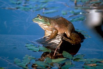 Bullfrog