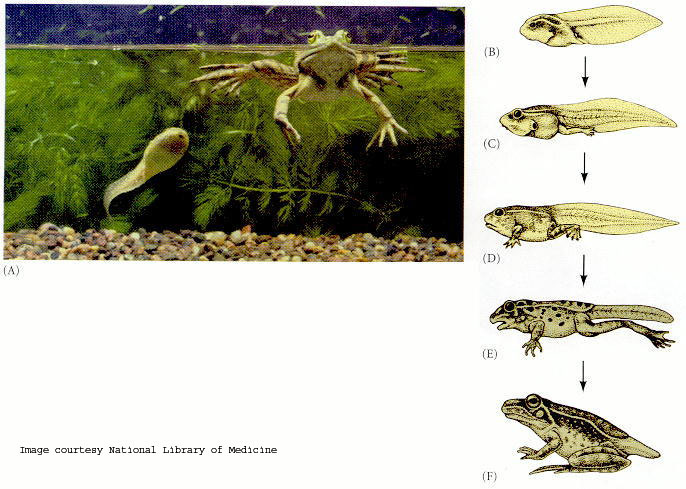 Frog - Tadpole