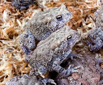 Texas Frog Gigging! (GIANT FROGS) 