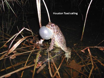 Houston Toad Calling