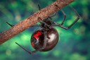 Black Widow Black Widow