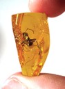 Amber Ant