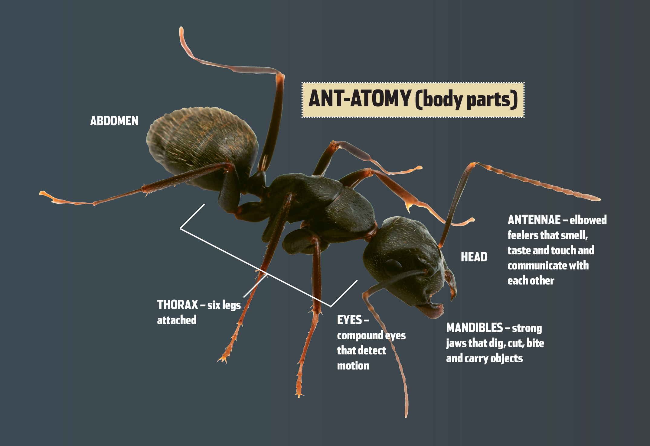 Student Research Pages - Awesome Ants — Texas Parks & Wildlife Department