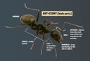 Ant Body Parts