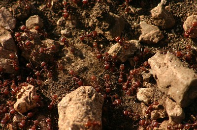 Ant Colony