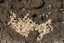 Ant Eggs