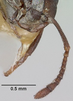 Ant Head, 2