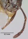 Ant Head, 2