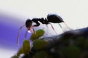 Ant eating Honeydew