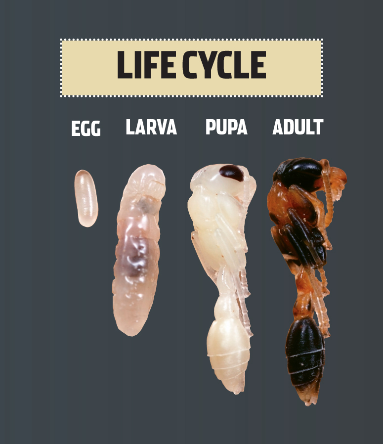 Ant Life Cycle