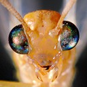 Ant Lion Portrait