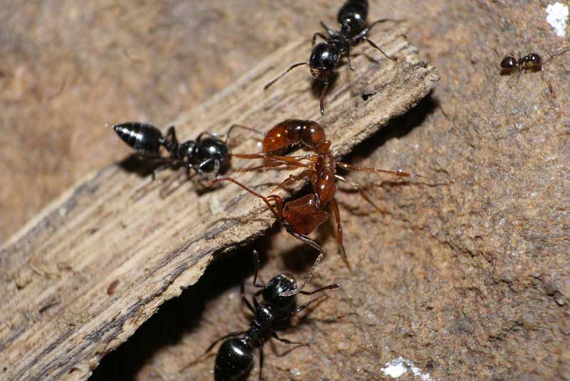 Ants Eating Other Ants