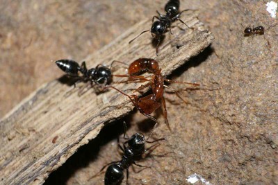 Ants Eating Other Ants