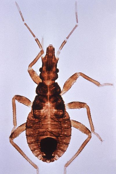 Assassin Bugs