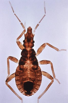 Assassin Bugs