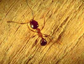 Bigheaded ants