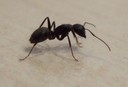 Black Carpenter Ant