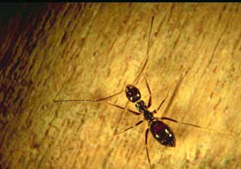 Black Crazy Ant