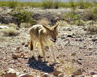 Coyote Eating Tarrantula