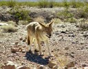 Coyote Eating Tarrantula